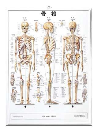 人間の骨と筋肉の数は(・・?　【今日のお題　keiトレーナールーム】