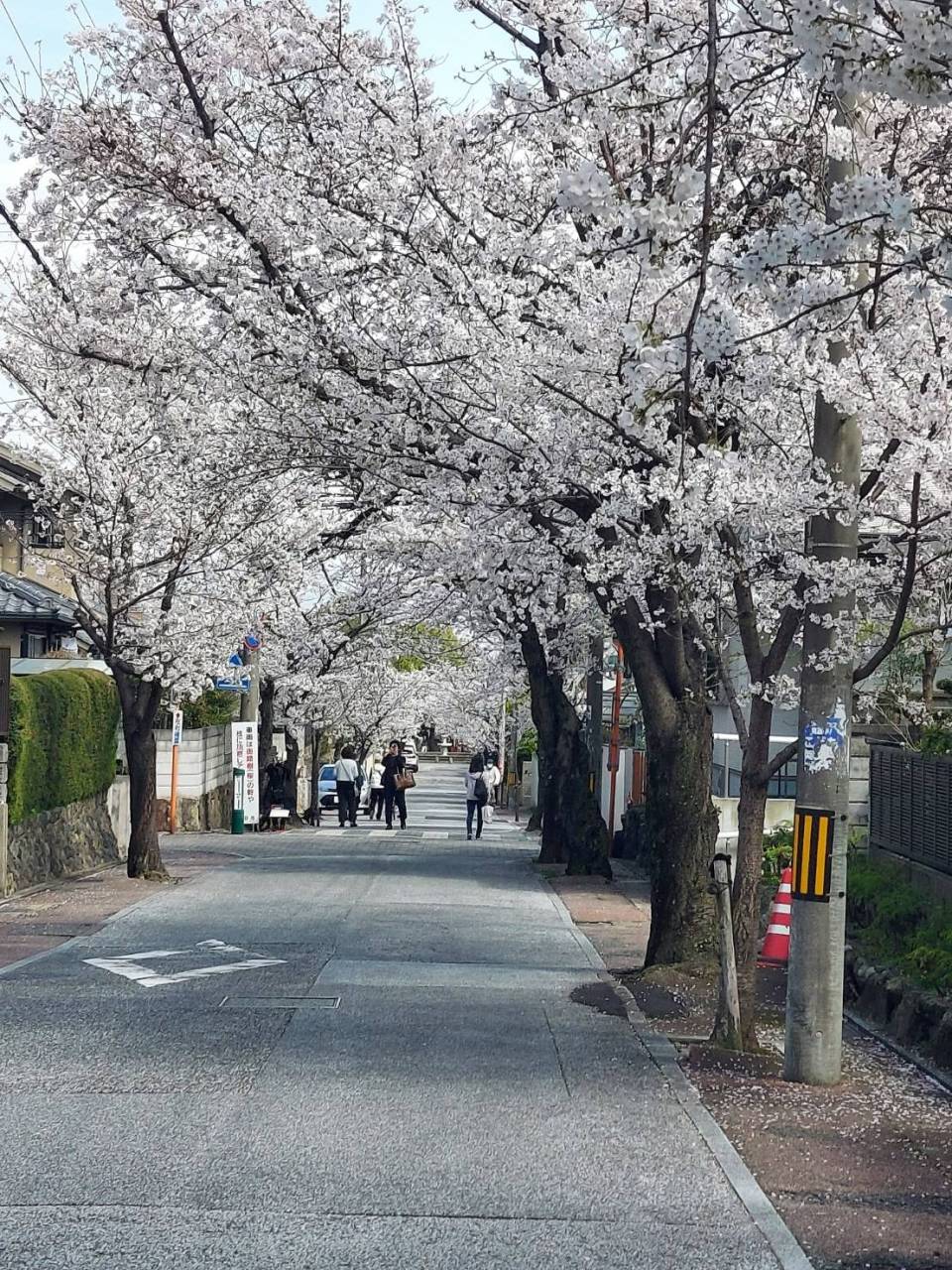 桜はやはりきれいですね(^^)